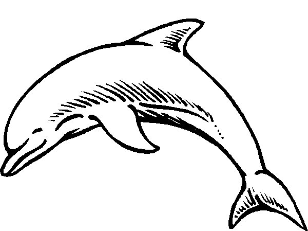 dolphin 12