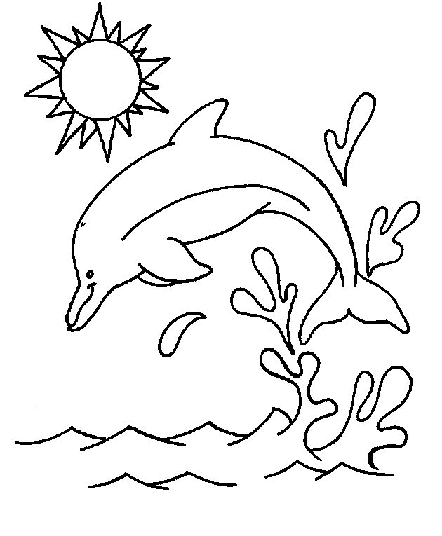 dolphin 14