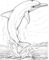 dolphin 01