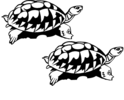 turtle 6