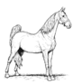 horse 4