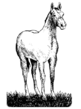 horse 9