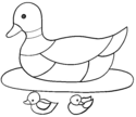 duck 13