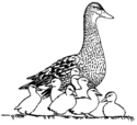 duck 7