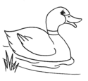 duck 9